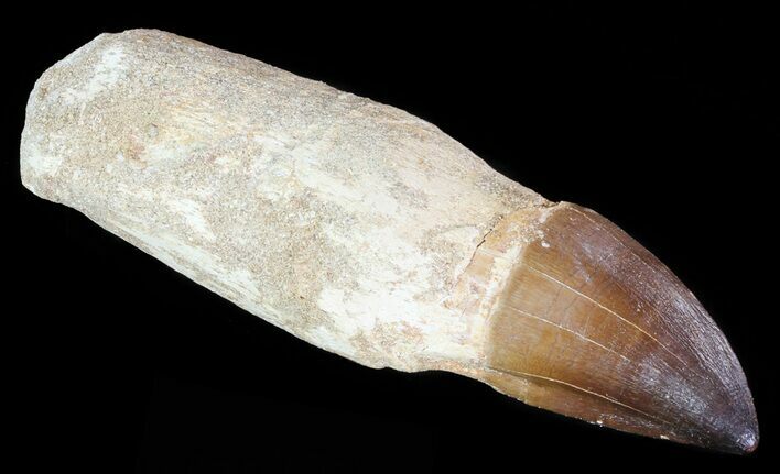 Rooted Mosasaur (Prognathodon) Tooth - Beastly #67949